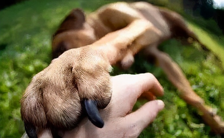 新手养狗100个基本知识,新手养狗狗狗的护食行为怎么纠正