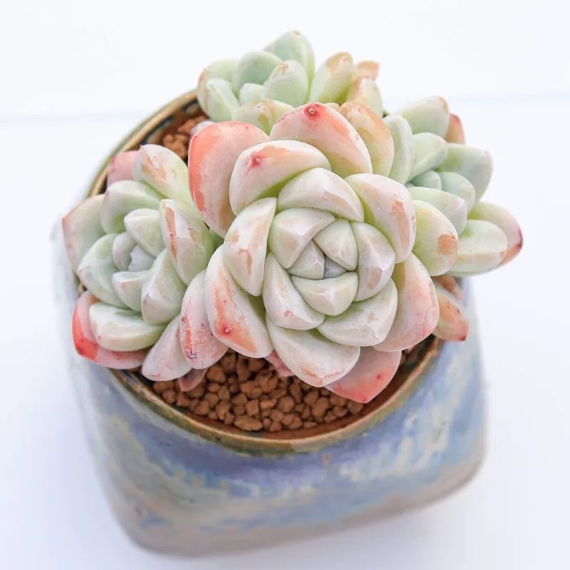 有暗纹的多肉有哪些,暗纹系多肉有哪些