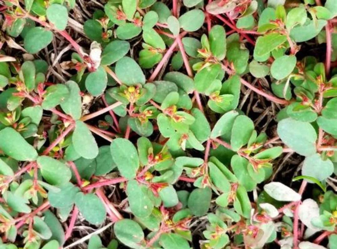 野生植物类中药一览表,民间中药植物