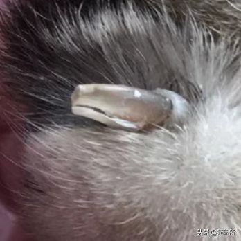 每天15分钟,医生手把手教你做17项猫咪全身检查