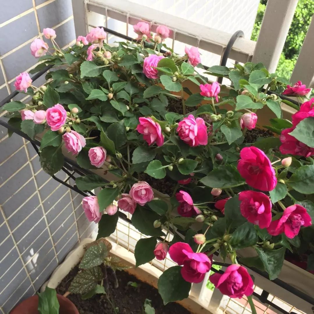 我准备在阳台种一盆非洲凤仙，谁知种着种着成了一阳台凤仙花