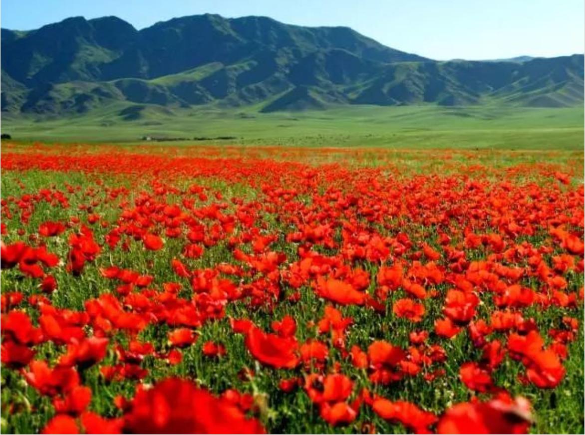 尼勒克县在天山脚下,尼勒克县离天山有多远