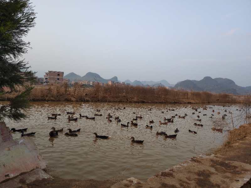莲花血鸭和宁远血鸭,宁远血鸭与新田血鸭的视频