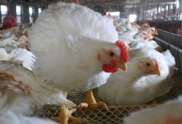怎样养肉鸡只长肉不长膘,肉鸡不吃料行动缓慢
