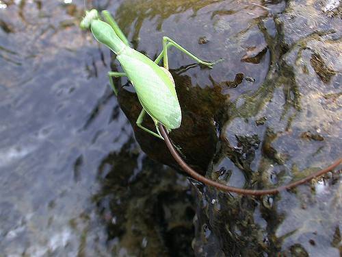 铁线虫为何多感染螳螂,螳螂寄生铁线虫概率视频