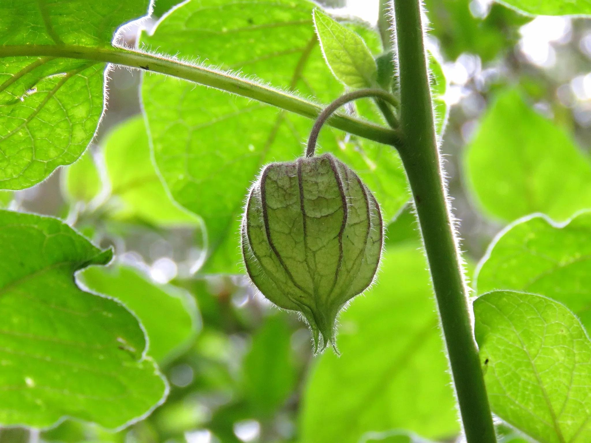 生物相册：姑娘还是菇茑？这水果，世界各地有39种
