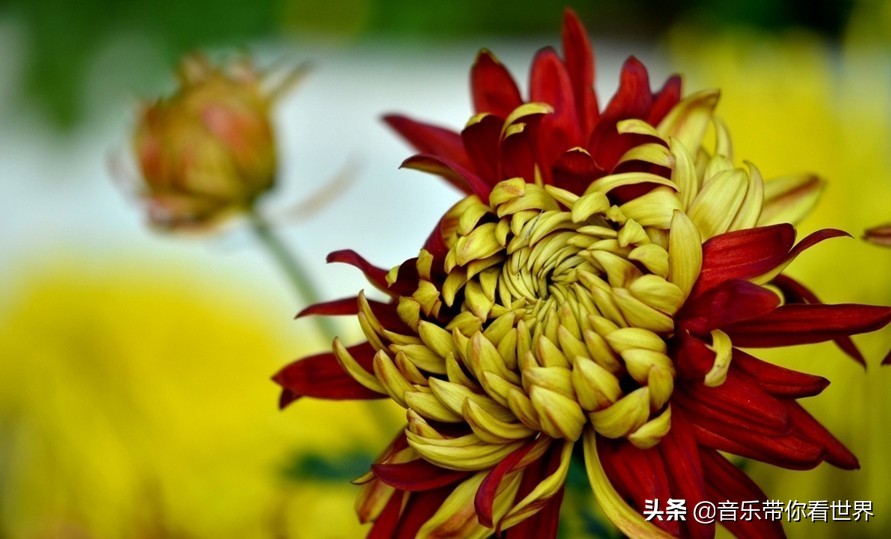 中国各城市市花图片简介,各个城市的市花有哪些