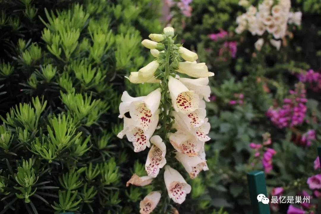 巢湖王国祥:我的母亲