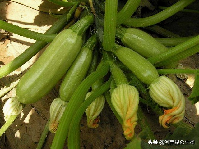 西葫芦整株叶片发黄怎么处理,西葫芦黄叶