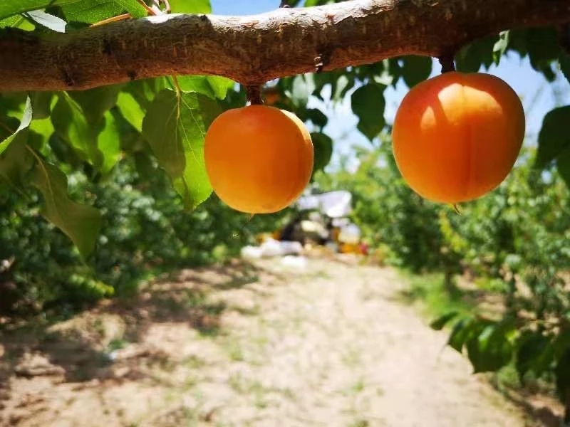 名扬四海的新疆瓜果,带你一起吃遍新疆瓜果