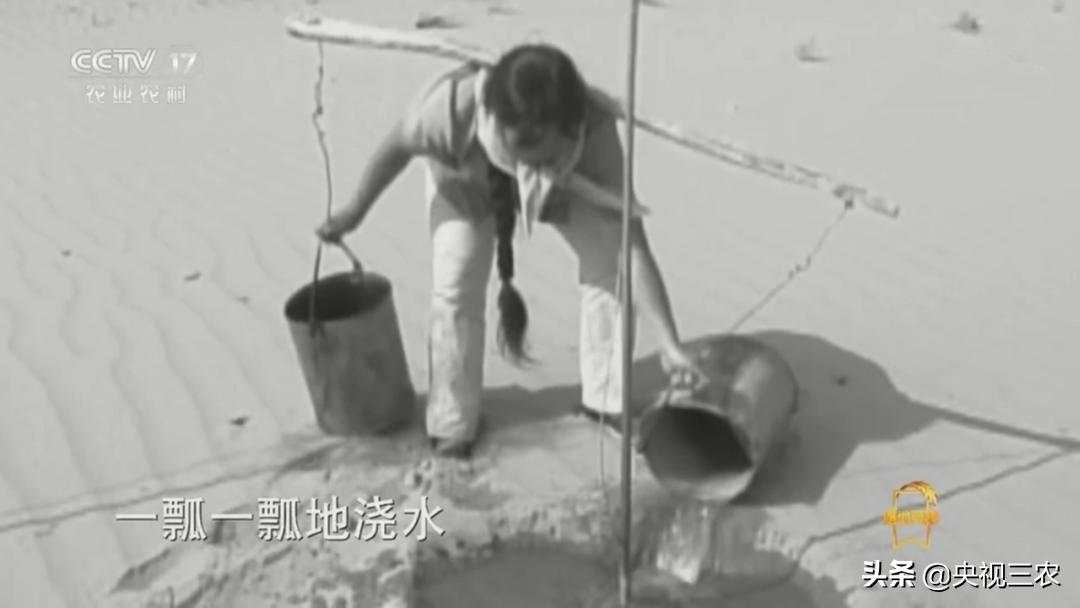 荒漠变绿洲不怕苦也不认命,荒漠变绿洲24年种下300万棵树