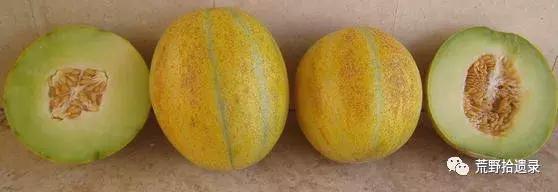 四川适合种植哈密瓜甜瓜品种,甜瓜种植技术新疆哈密瓜