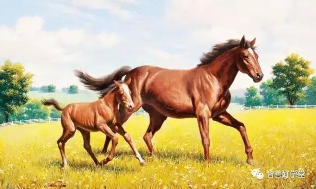 关于马的基本知识和方法,你知道吗关于马的一些小知识
