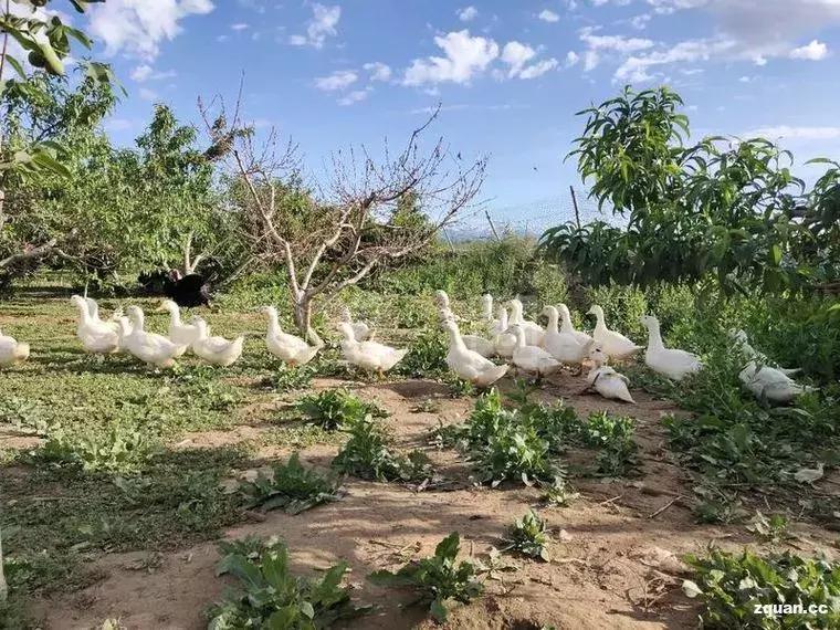 NO.849:阿克苏本地求职招聘、出租转让、农林牧副渔…信息大全