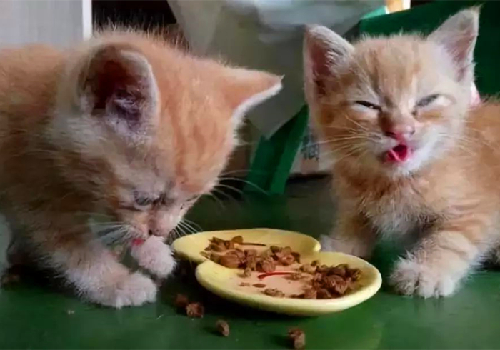 辟谣,猫咪补锰就喂它动物毛?当心爱猫肠梗阻,猫咪:刚吐完啊