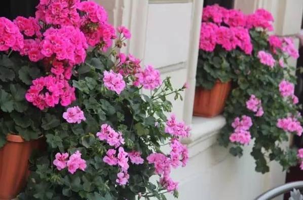 如何预防泥土生虫,如何预防土壤板结