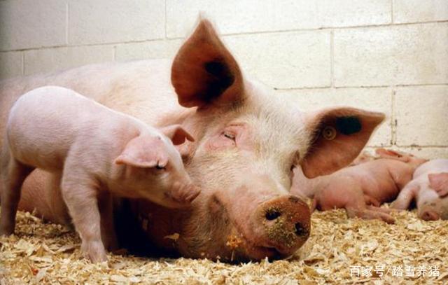 母猪死胎是什么原因,减少母猪死胎的对策你知道多少