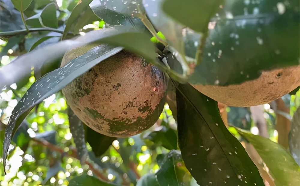 柑桔白癞病,小心你的果园中招