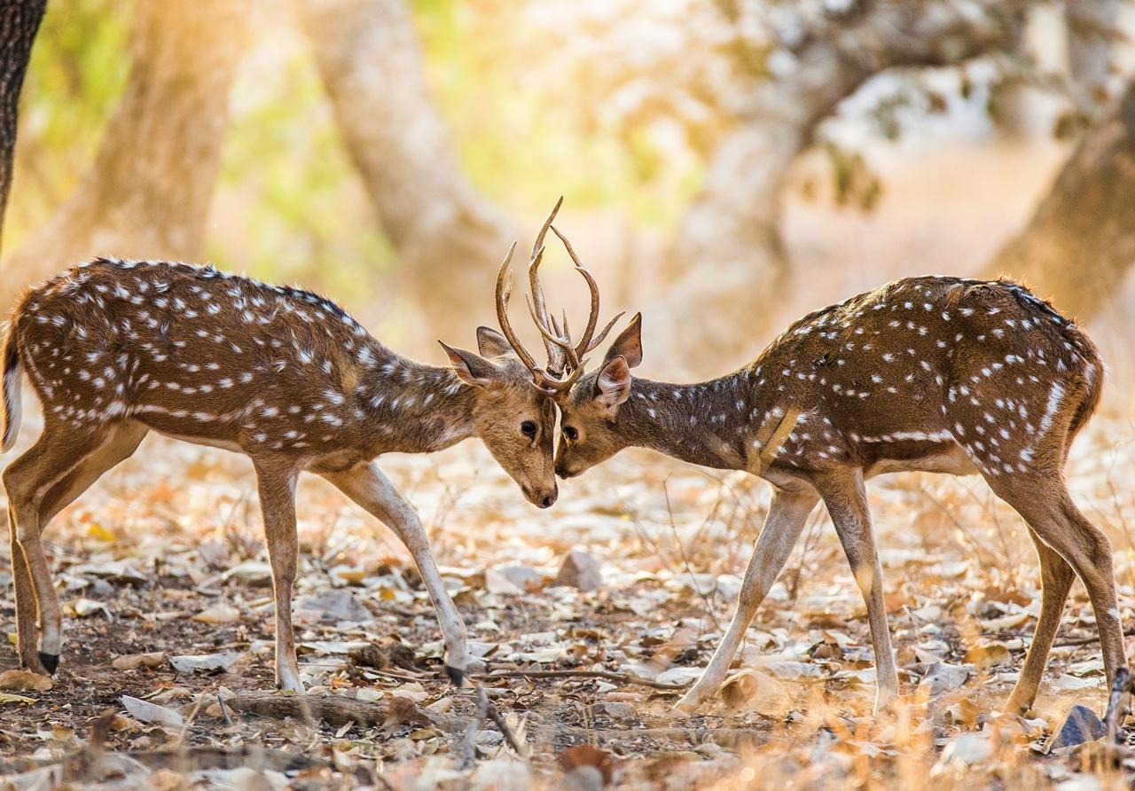 费洛蒙能吸引陌生女人吗,费洛蒙吸引异性香水