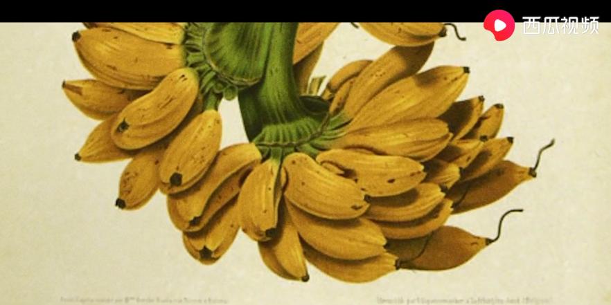 香蕉会被团灭吗？西瓜视频为您解析