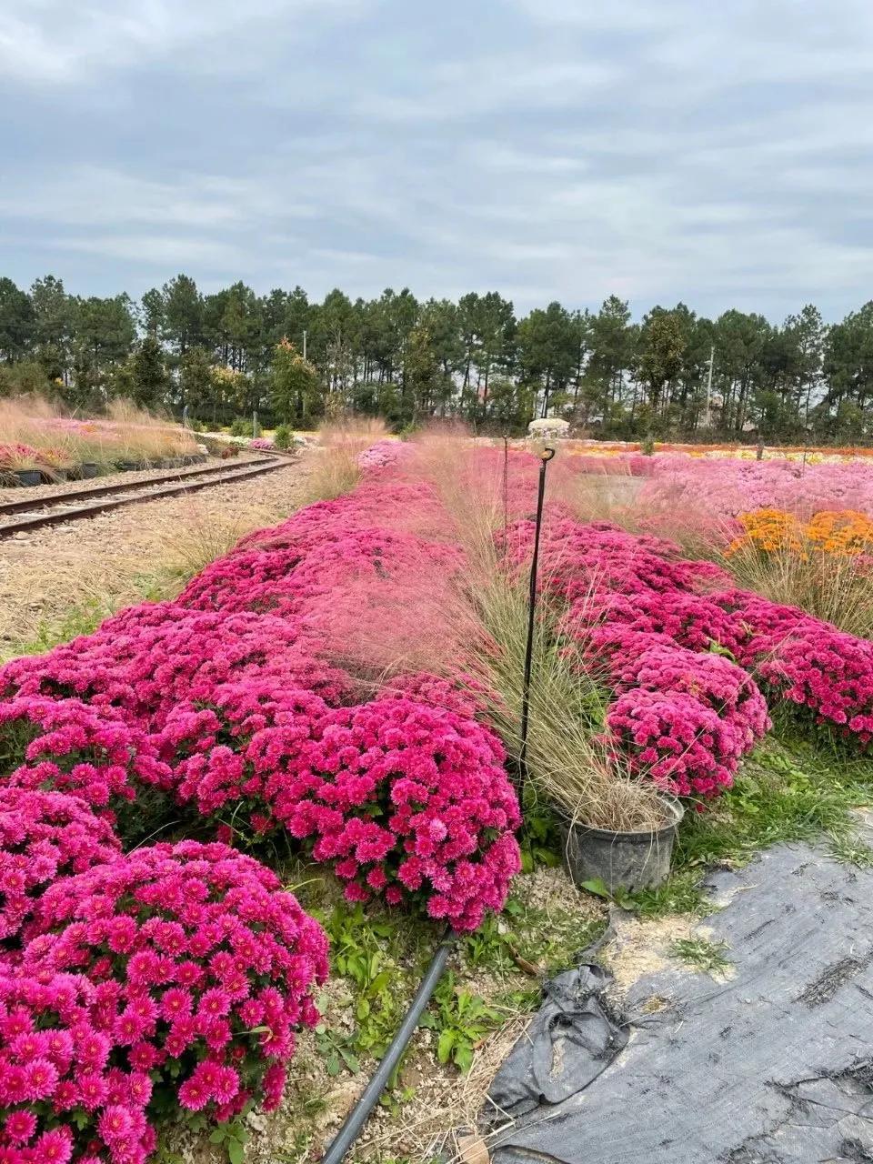 狼疮治疗记录,狼疮肾炎10年了