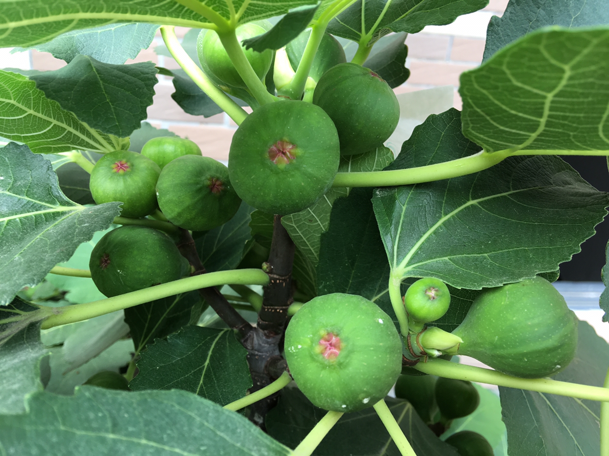 盆栽无花果结果后如何管理,盆栽无花果挂果后怎么养