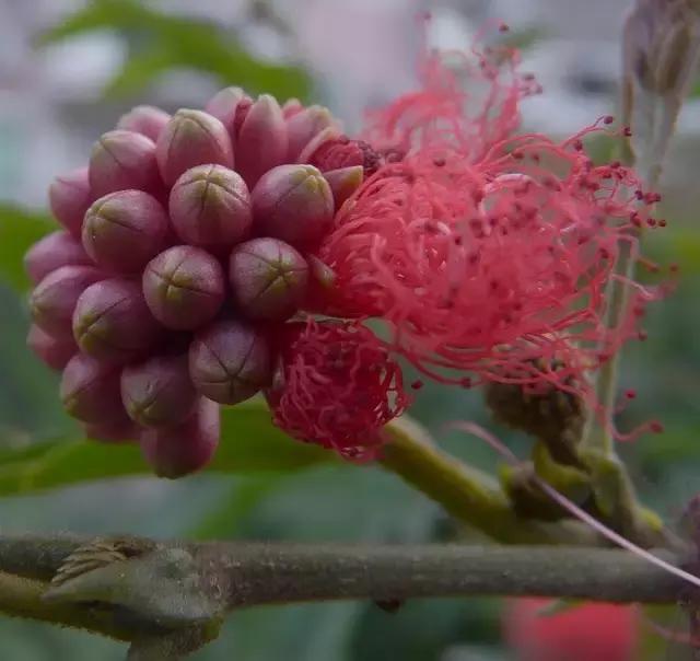 常见100种花卉介绍图片,四个季节开花的植物花卉有哪些