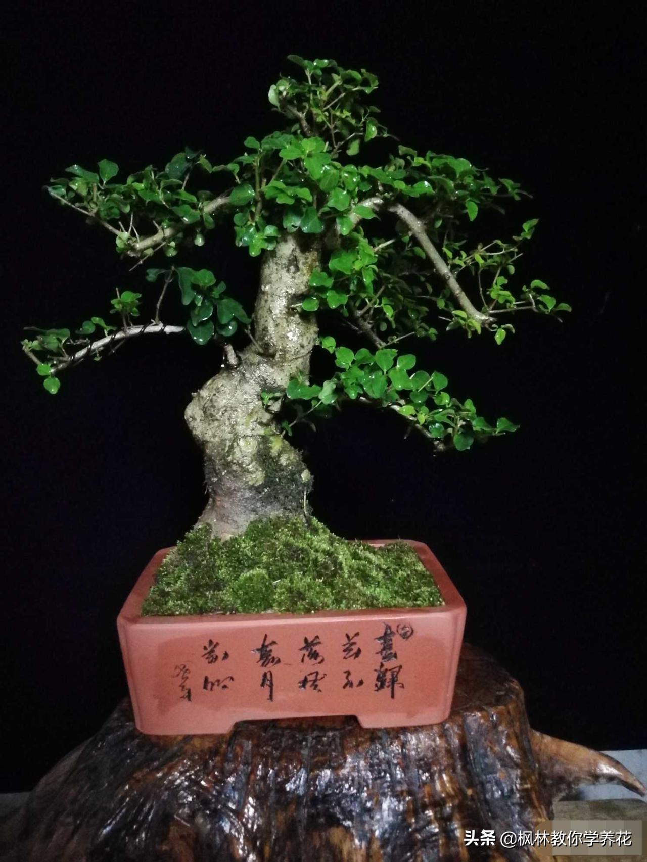 园林绿化苗木高杆女贞,大叶女贞园林绿化