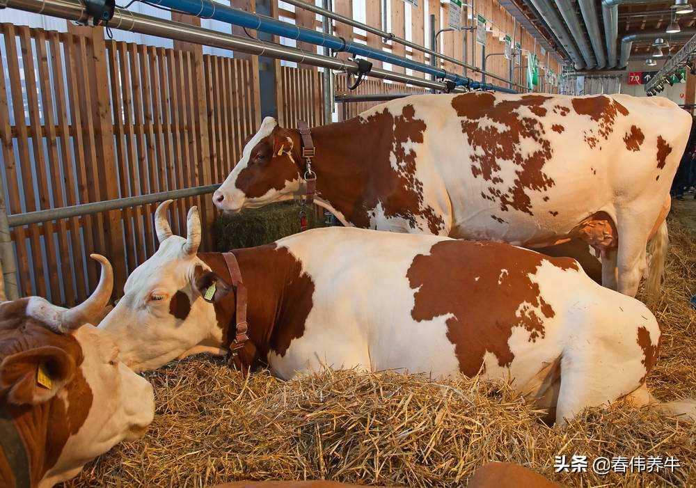 怎样判断母牛怀孕牛犊是公是母,母牛如何从眼睛判断怀孕