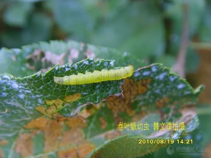 苹果套袋后腐烂啥原因,苹果套袋后管理方法