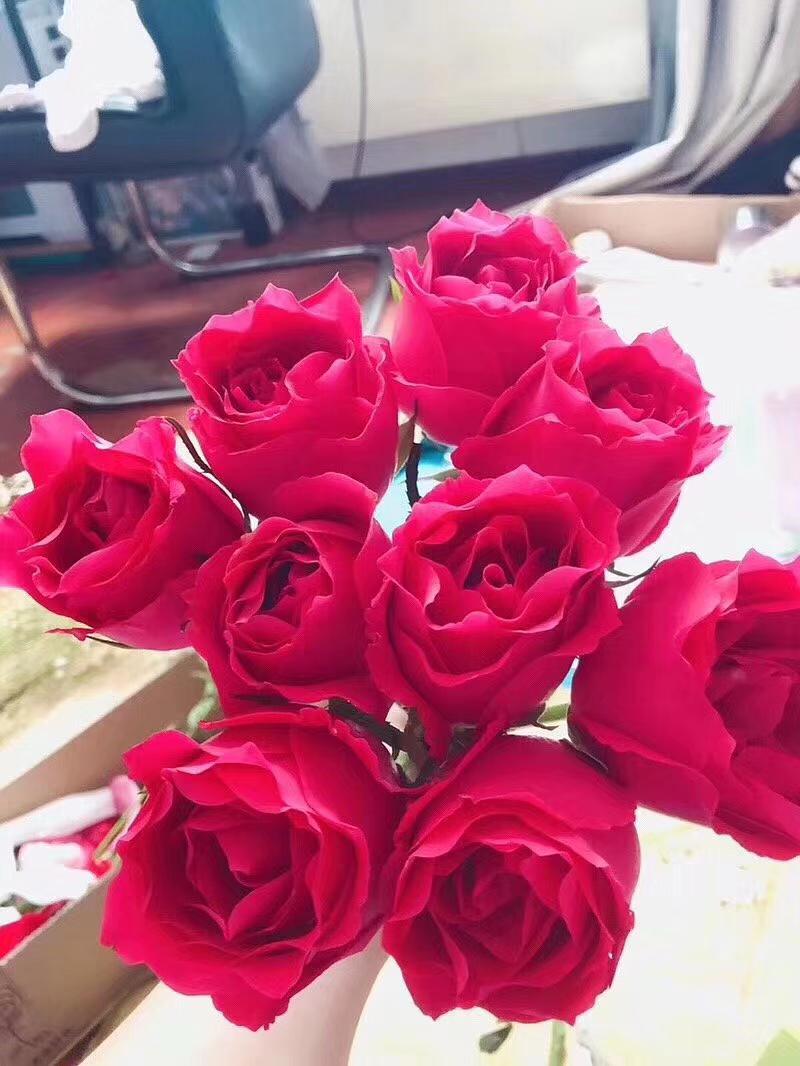 玫瑰可不止有红色的,玫瑰花有几种颜色几种名字