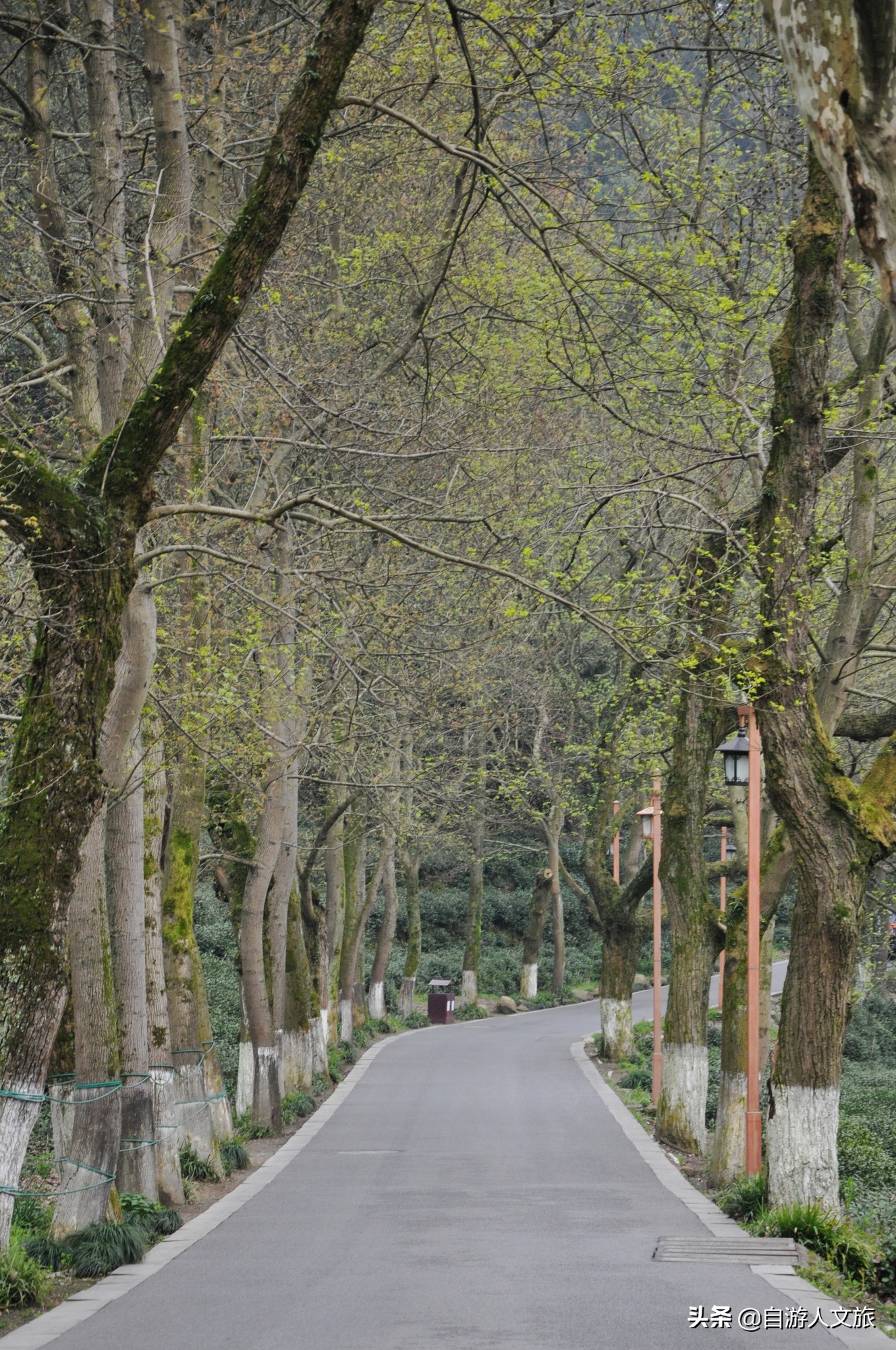 环西湖群山徒步毅行,行走西湖古诗词