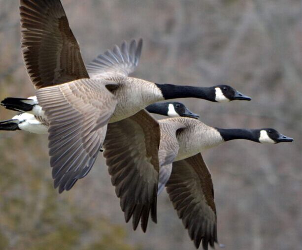 大雁最好的养殖方法,大雁怎样繁殖的
