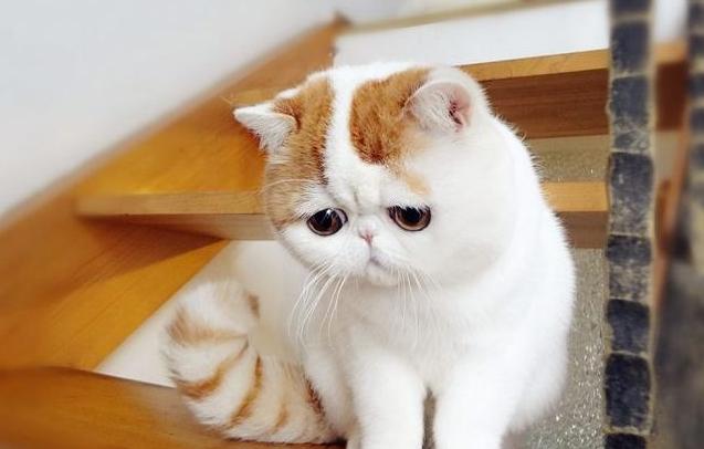 新手第1次养猫推荐猫品种,新手养猫选择哪些猫品种