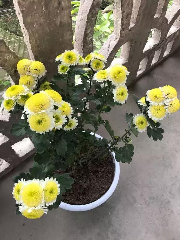 菊花的花蔫了怎么办,菊花凋谢后如何再次开花