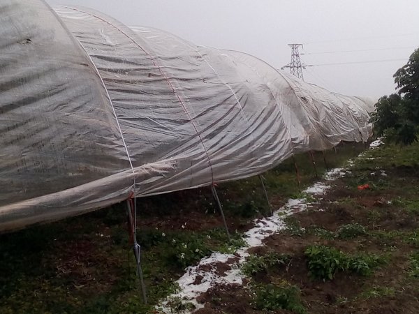 荔枝龙眼防寒最佳方法,龙眼怎么保鲜效果最好