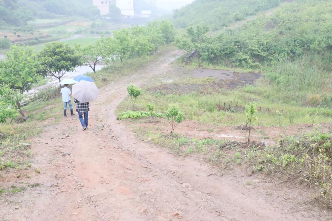 诸暨哪里树莓采摘最好,诸暨摘树莓