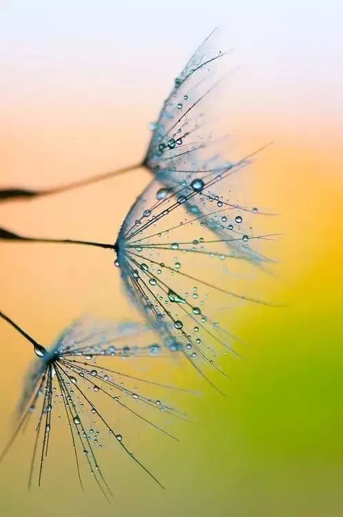 蒲公英的约定美文,蒲公英的约定书单