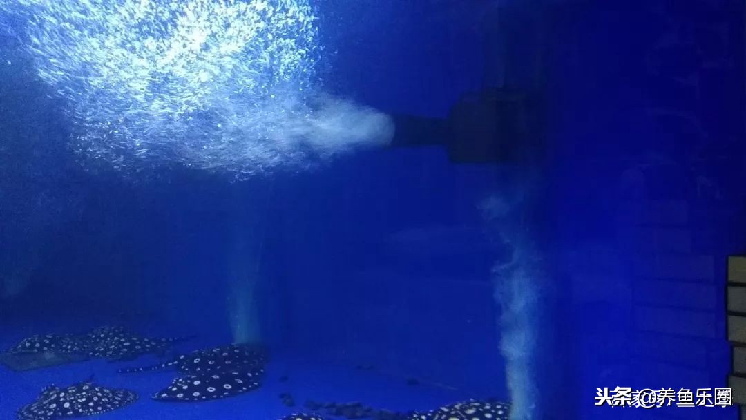 这位土豪家的渔场，光滤材就花了500多万，你确定不要见识一下？