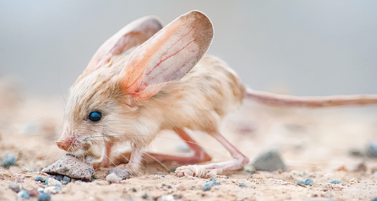世界上最可爱的10种动物,世界上十种最可爱的动物