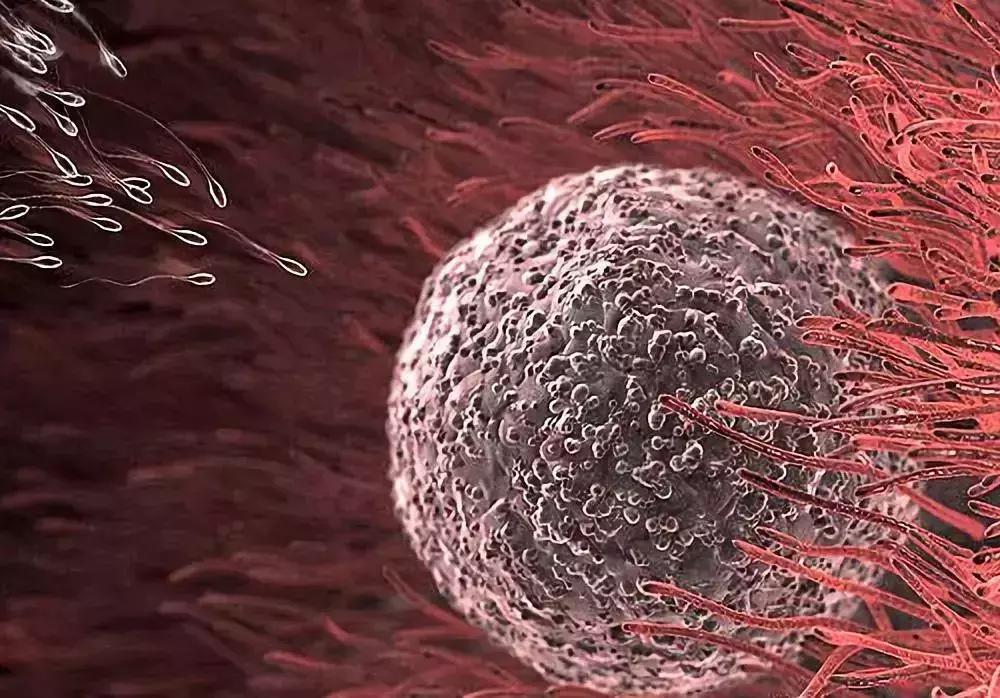 内裤的分泌物什么样是正常,短裤上有黄色的分泌物怎么办