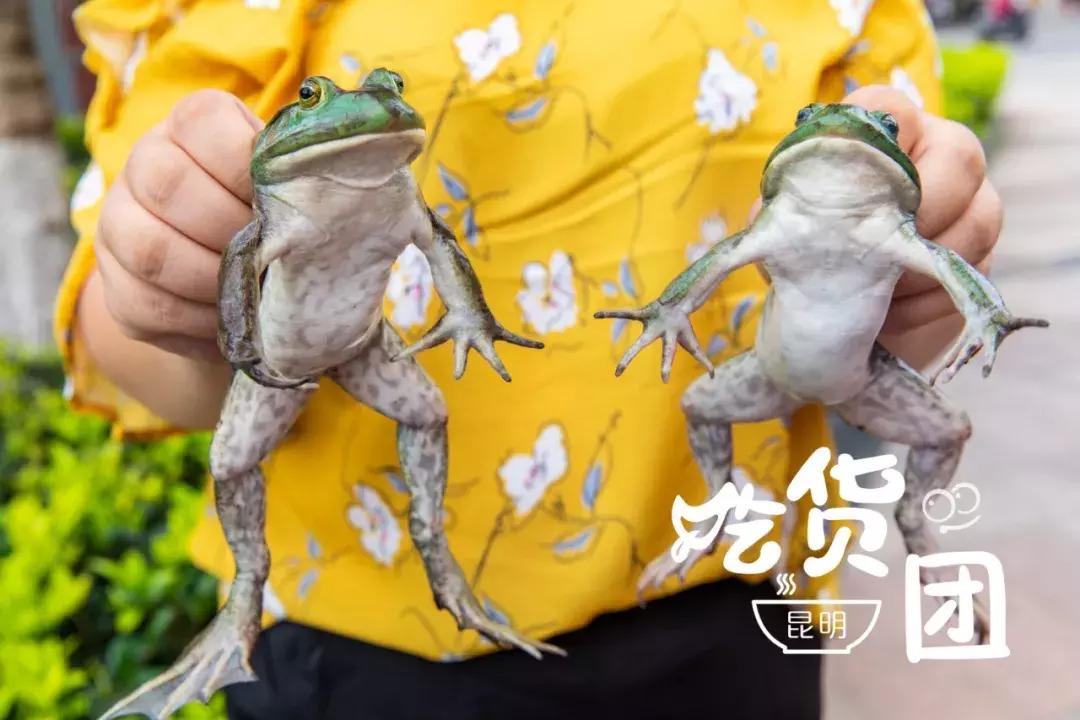 昆明风情街美蛙鱼头,昆明廖姥爷美蛙鱼头火锅