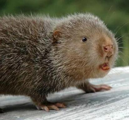 2019年国家野生动物保护的政策,养殖国家保护动物有政府补贴吗