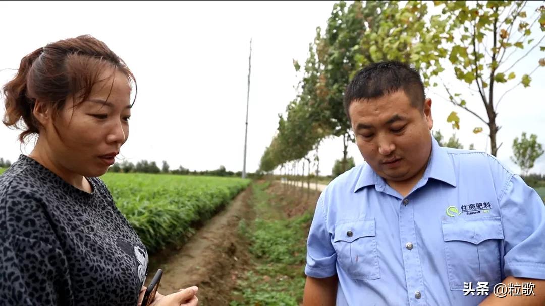 住商肥料“脲醛+”减肥增效中国行：大姜“吃”套餐