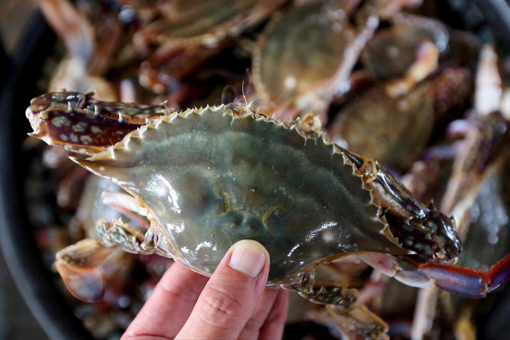 买螃蟹怎么选最有效,买螃蟹怎么挑选