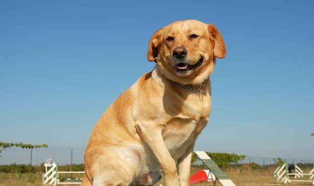 拉布拉多自带“毒气”，臭不可闻，解决方法在此！