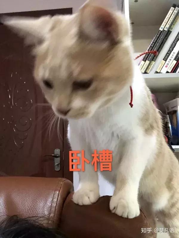 如果舔猫一口猫会怎样,猫猫能舔到全身吗