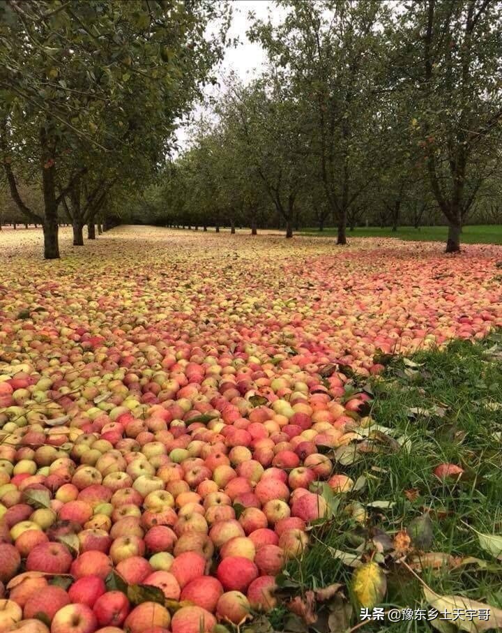 果农管理技巧,农村果树管理技巧