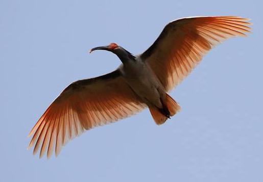 中国赠送日本最珍贵的动物，并非大熊猫，帮助日本皇室摆脱尴尬