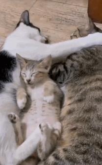 胆小的小奶猫是什么样的,胆小的小奶猫